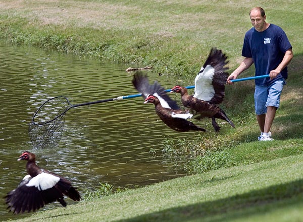 Keith Belisle, president of Ocala Wild Life Sanctuary, has difficulty catching the Muscovy ducks at Tuscawilla Park on Thursday. People are complicating the task by feeding the ducks and opening cages.
