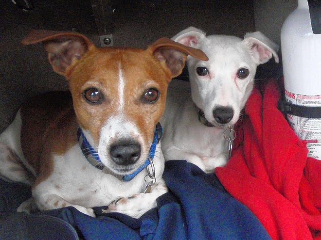 Adrienne Borger of Effort captured a photo of Jack Russells Mick, left, and Barda on the family boat.