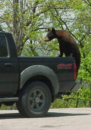 An undated handout photo released by the Kentucky Department of Parks shows a bear climbing on a pickup truck at Kingdom Come State Park near Cumberland, Ky. With black bear populations rising, run-ins have become almost commonplace-- more than 15,000 in the past year in states east of the Mississippi River according to a survey of state wildlife agencies.