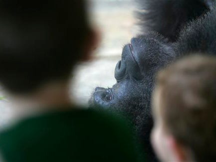 Children look at one of three male gorillas at Riverbanks Zoo and Gardens in Columbia, S.C. after one escaped and injured a worker Friday, June 12, 2009. Zoo spokeswoman Lindsay Burke says officials aren't sure which of the three gorillas escaped their enclosure. The gorilla returned to the gated sleeping area connected to his outdoor enclosure on his own five minutes later.