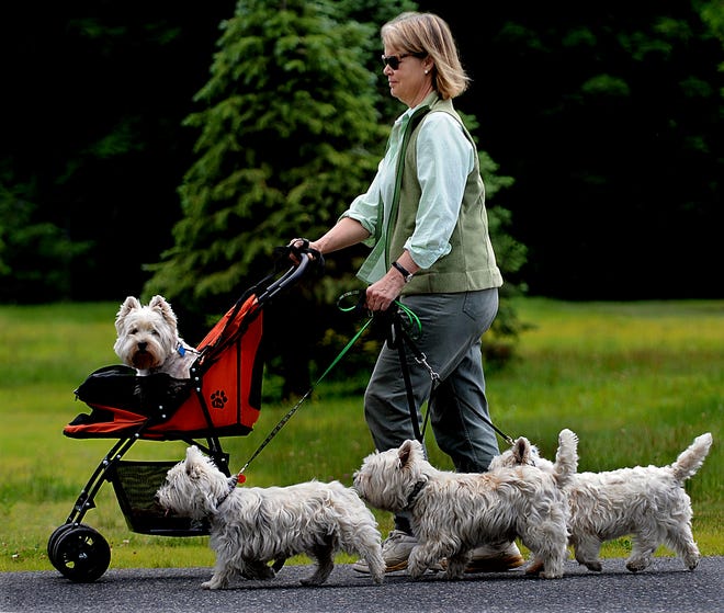 Carmita Baker of Holliston takes her West Highland terriers Robin, in a pet stroller, and Polly, Piper and Belle on the leash, for a walk at Cushing Park in Framingham Tuesday. Baker as killing time before taking Robin, Polly and Piper's mother, to the vetrinarian to have stitches removed from her front paw.