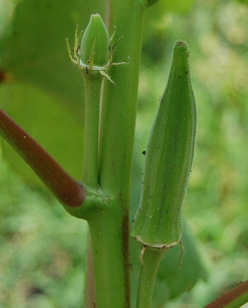 Edible plant of the month (June): Okra
