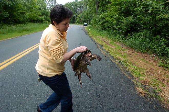 VIDEO: Bread and Waters: How to move a snapping turtle...or not