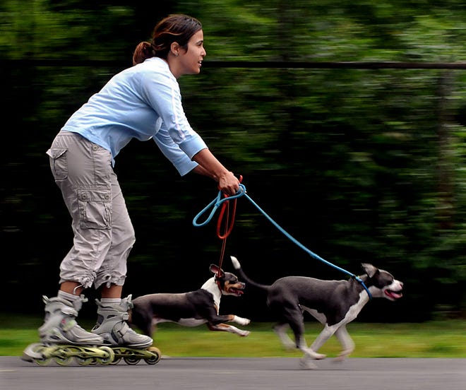 Lourdes Santiago skates with her Boston terrier/ Chihuahua mix Zoni, right, and Cihuahua Dooby around Cushing Memorial Park in Framingham Thursday afternoon.  The Norwood resident, formerly of Ashland, said she rollerblades with her dogs about twice a week at the park and is starting a dog walking and sitting business called Doggy Heaven.