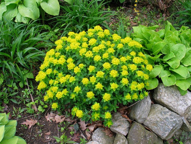 Euphorbia plant can be either a perennial or annual.