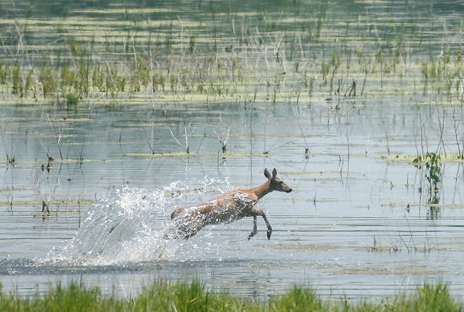 A deer bounds through the shallow water at the edge of Thompson Lake at The Nature Conservancy's Emiquon Preserve in Fulton County on Tuesday, June 23, 2009.