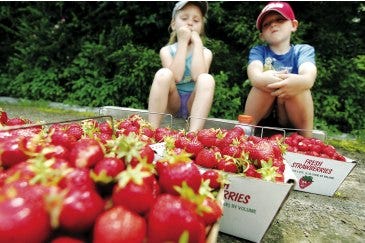 Photo by Amy Paterson/New Jersey Herald Olivia Laskowski, 5, and her brother, David, of Lodi, take a break after picking strawberries Tuesday at the Sussex County Strawberry Farm in Andover. Weather permitting, today will be the last day for “pick your own” strawberries at the farm. The amount of rain has weakened strawberry sales and growth.