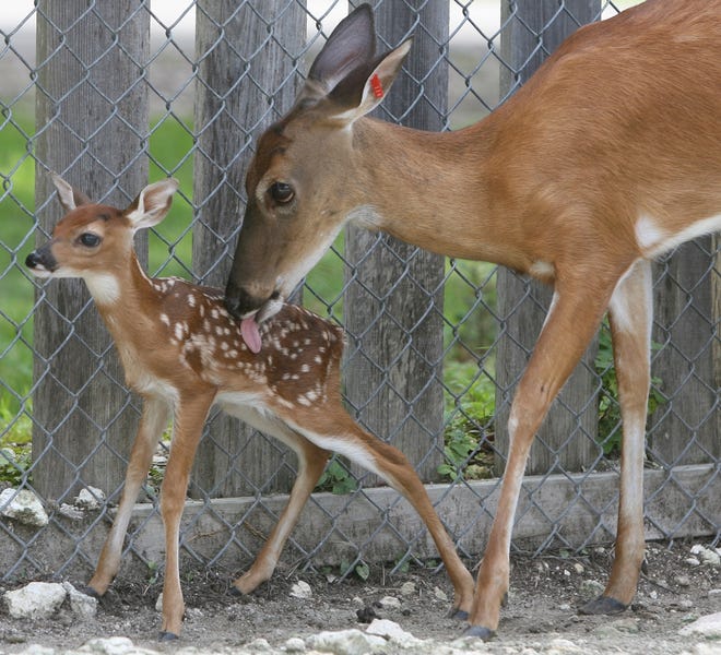 Rain, a one-day-old white-tailed deer fawn, gets loving kisses from her mother, Nibbles, at Silver Springs on Wednesday. Nibbles gave birth to her yesterday in a rain storm.