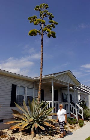 Delores Sgambati stands next to her Century plant that has started flowering in her yard.