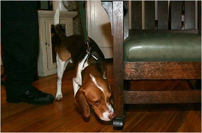 Roscoe, a bug-sniffing beagle, at work in a home in Hoboken, N.J.