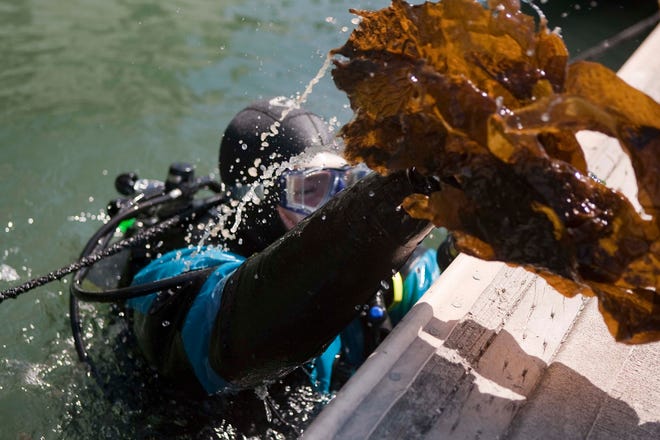 Steve Lonhart, senior scientist of the Monterey Bay National Marine Sanctuary removes a strand of Undaria, an invasive, fast-growing kelp species at Pier 40 in San Francisco on Thursday. The invasive kelp from the Far East worries marine scientists because it is outpacing eradication efforts.