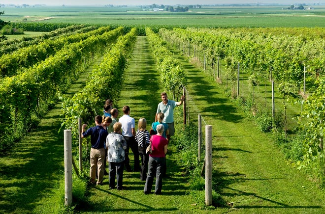 Mackinaw Valley Vineyard owner Paul Hahn leads a tour group Thursday through the vineyards east of Mackinaw. Hahn, whose grapes are surrounded by farm fields, has been battling chemical drift for more than a decade.