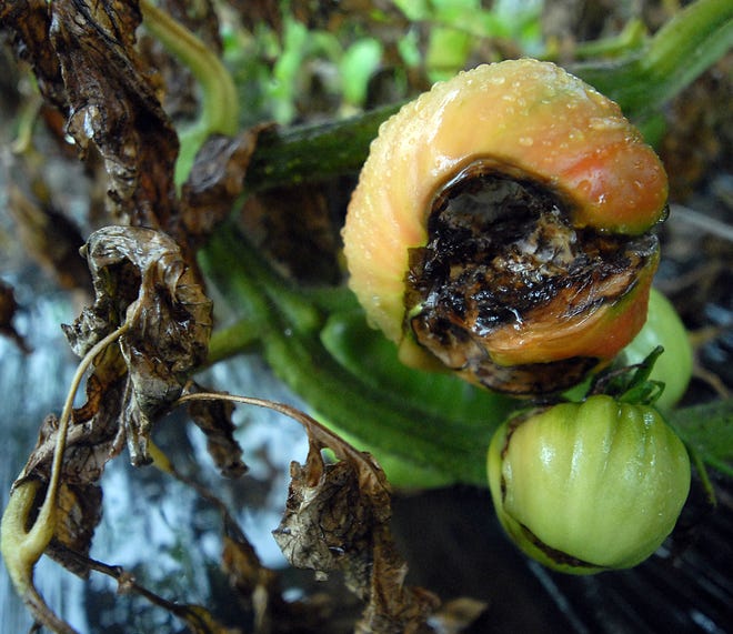 Late blight is ravaging tomato plants at the Waltham Community Farm.