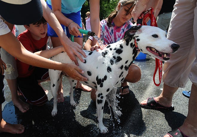 Kellie, a dalmation belonging to Joe Murphy of Holliston gets rinsed off during a charity dog bath at Holliston Pet Meadows in Holliston Saturday. The third annual bath was organized by the Holliston chapter of Roots and Shoots, a nationwide service organization. About sixty dogs were washed and over $1,300 raised for the Baypath Humane Society and Holliston Pet Meadows Rescue Program.