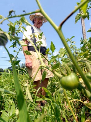 Wayne Hansen of Wayne's Organic Garden in Oneco says his tomato crop has late blight and he will have to destroy it. John Shishmanian/ NorwichBulletin.com