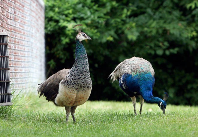 A pair of peacocks has taken up residence on Crestview Drive in Springfield.