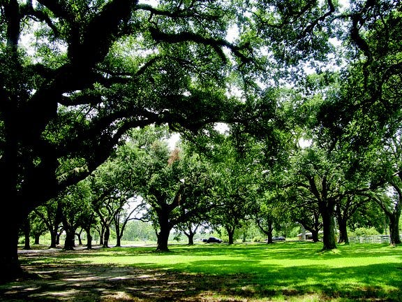 Over 100 stately oak trees adorn the grounds of Oak Lane Memorial Park in Prairieville. It is the first new cemetery opened in Ascension Parish in over 50 years.