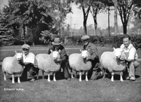 Courtesy photo
New calendar up for sale

Fancy sheep known as the Berwick Flock in the early 1900s appear in one of 14 historic photographs featured in a new 2010 calendar published by the Old Berwick Historical Society. It sells for $12 at South Berwick Pharmacy and the Counting House Museum.