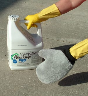 SPECIAL/Provided by Ray ZerbaShown here is the "wipe on" glove application method recommended by Agricultural Extension Agent Ray Zerba to kill weeds growing in ground cover.