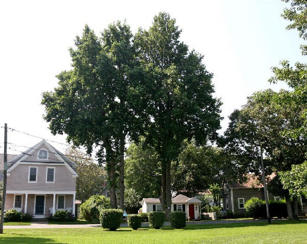 An 80-foot tulip poplar tree towers over the small cottage at 11 Crescent Ave. in Falmouth. Officials have denied a request from homeowner John Alferes to cut down the tree, which is partially on town land.