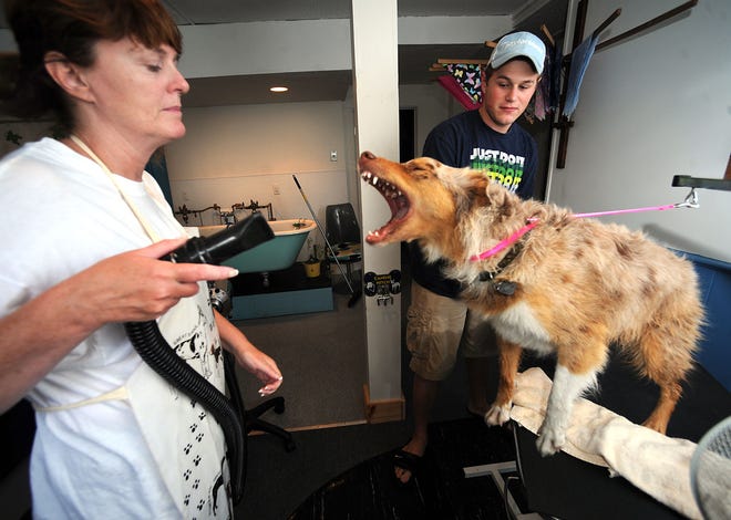DAILY NEWS PHOTO BY ALLAN JUNG
13 aug 2009 thur  FEATURE
Stacey Crane of Northborough and her son, Joe Crotone, attempt to blow dry their austrailian shepherd, Pumpkin, who was more interested in biting the nossle, at Dirty Hairy's self-service dog wash in Hudson.