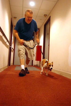 Mike Morin, Pasha’s handler, leads the  basengi-terrier mix down the eighth-floor hallway of the Campello High Rise on Thursday in search of bedbugs. Morin, co-owner of Bed Bug Finders of Stratford, Conn., was expected to finish the job today at the Brockton Housing Authority complex.