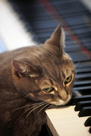 Betsy Alexander cat Nora rests her head as she depresses a piano keys in Philadelphia, Thursday, Aug. 20, 2009. (AP Photo/Matt Rourke)