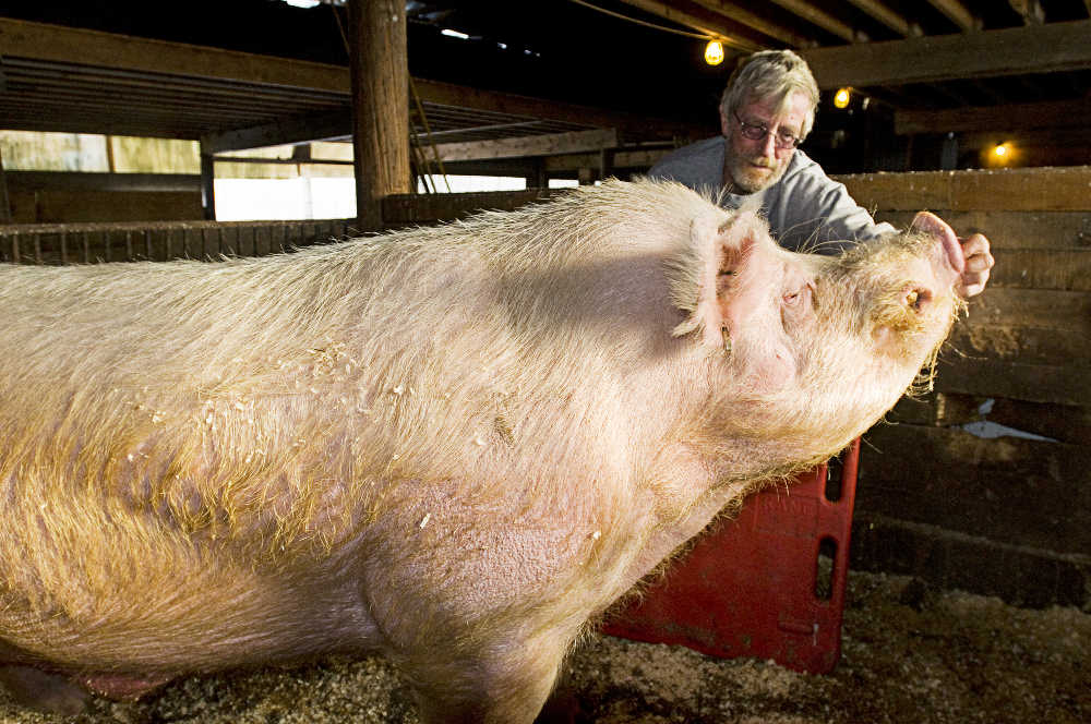 Local pig wins big in Indiana