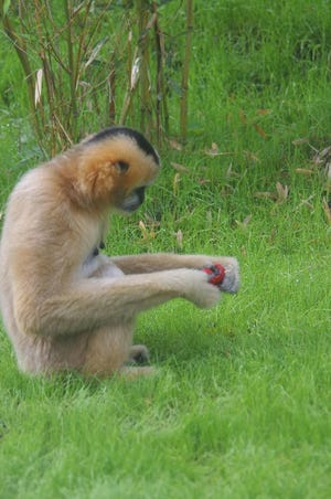 Curious Iggy the gibbon inspects a piece of fruit before enjoying the tasty treat.