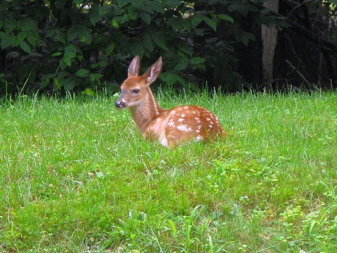 Randi Jambor of Tobyhanna took this photo of one of twin fawns that Mama Deer brought into the back yard when they were still wobbly on their legs.
