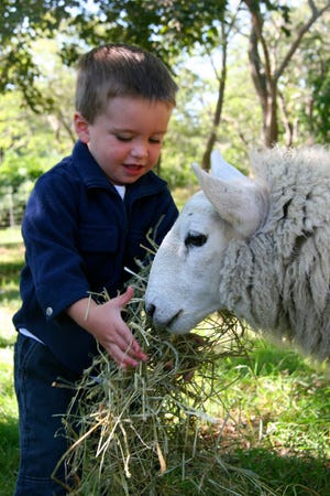A Truro tot feeds hay to a sheep. The Agricultural Fair coming up no Sunday will feature a petting zoo.