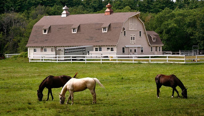 Horses graze in a field along Washington Street (Route 53) in Hanover on Monday.