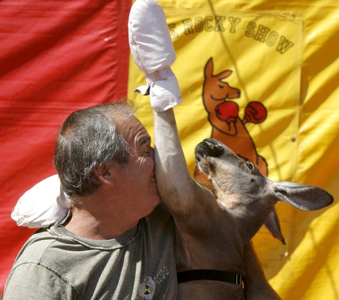 Rocky, a red kangaroo and a member of the world’s largest family of marsupials, delivers a left uppercut to his sparring partner, Javier Martinez, on Tuesday at the Stark County Fair.