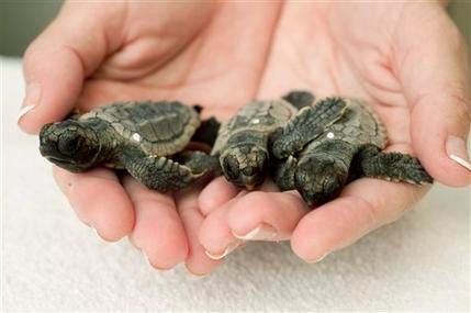 In this Monday, Aug. 24, 2009 photo provided by Seaworld Orlando, three endangered loggerhead sea turtle hatchlings are shown.