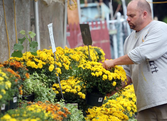 Co-owner John Gallagher sets up a display of mums at  Lambert’s Rainbow Fruit and Deli on Crescent Street in Brockton on Thursday afternoon.