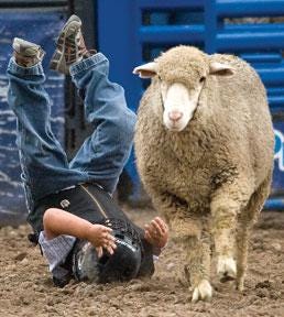CHIEFTAIN PHOTO/BRYAN KELSEN — R.J. Roybal, 5, of Pueblo goes head over heels as he is tossed from the back of a sheep while mutton bustin' at the Colorado State Fair Thursday. The youngster managed to hold on for just under a 2 second ride which wasn't enough to place.