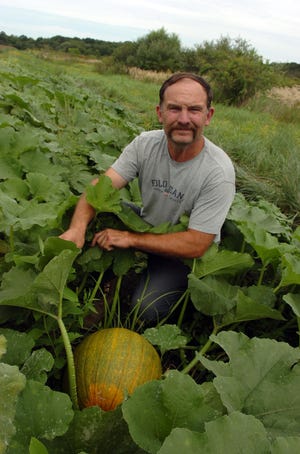 Steve Lipinski, who owns Lipinski Farm on the East Bridgewater-Hanson line, displays a healthy pumpkin. Lipinski said the 40 acres of land he leases from the town of East Bridgewater at the old Leland Farm cow farm has produced the best pumpkins, but overall this season’s crop is less than one-tenth of last year’s.