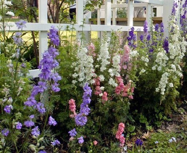 It helps to keep track of what kind of larkspur you plant in case you want to plant more.
