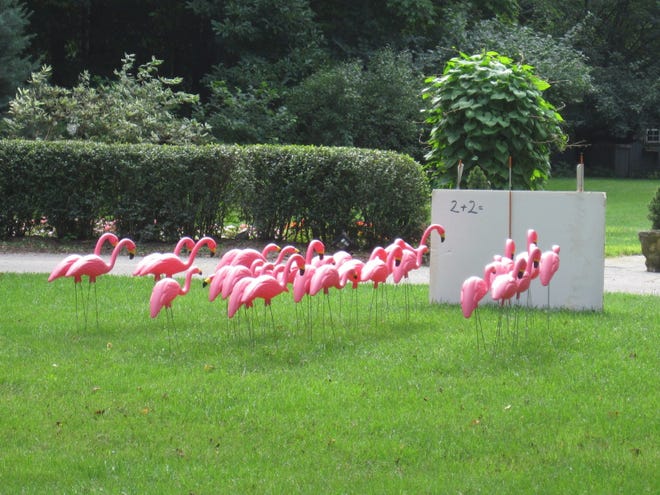 A flock of pink flamingo lawn ornaments are lined up for class on a front lawn in Sudbury recently.