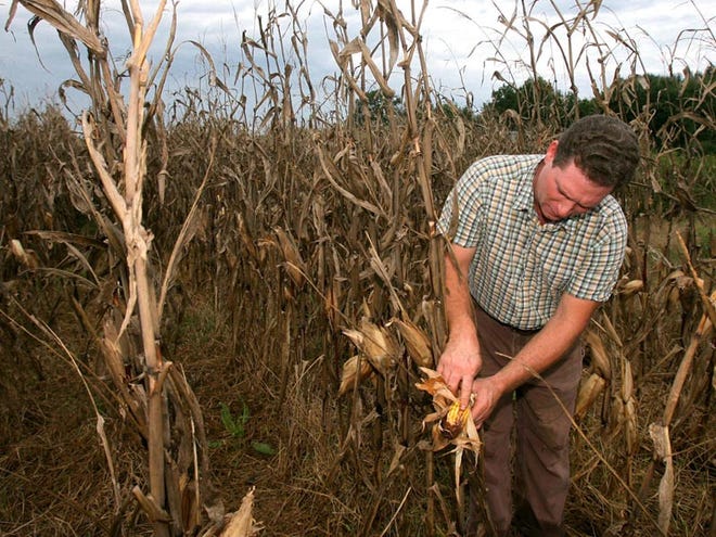 John Walker IV peels back an ear of corn to show mold that has formed from the amount of moisture in the ear at his and his fathers farm near Joe Mallisham Pkwy. in Tuscaloosa, Ala. Monday, Sept. 21, 2009. The Walker's have received more than 6" of rain since Friday.