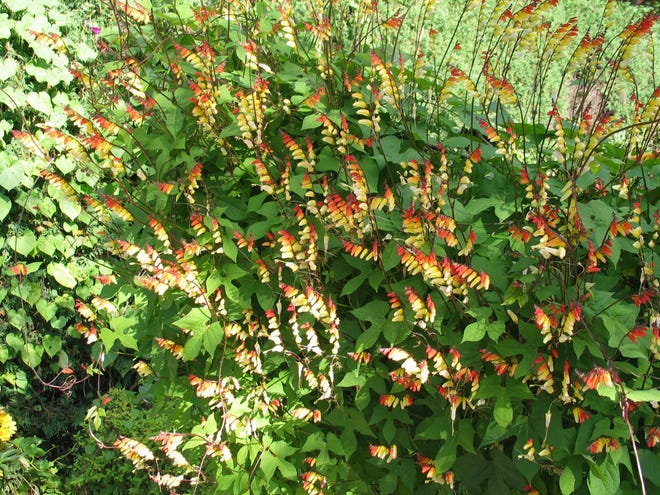 The Mina lobata vine, with its unusual flowers, adds color to the garden in late September.
