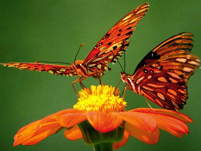 A pair of Gulf Frittillaries sit on top of a Mexican Sun Flower at the University of Alabama Arboretum on Thursday July 23, 2009. The Gulf Frittillary is a medium sized butterfly that migrates throughout the southeast