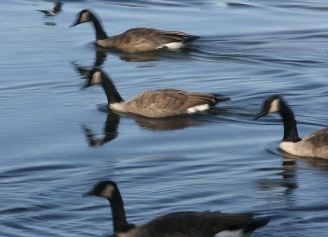 Canada geese swim at D.W. Field Park in Brockton.