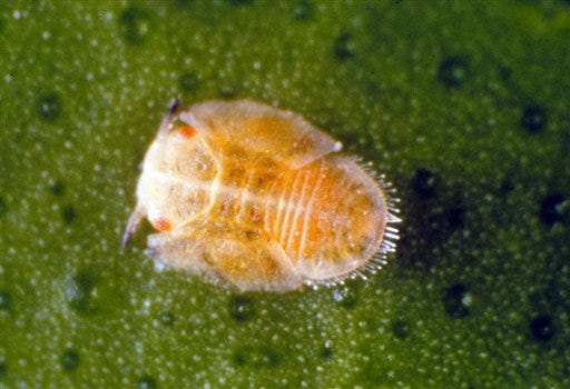 This image provided by the Florida Department of Agriculture and Consumer Services shows an Asian citrus psyllid bug. Central California citrus growers are getting ready to fight for their livelihoods, after a pest, the fruit-fly-sized Asian citrus psyllid, that can carry a disease fatal to lemon and orange trees was spotted closer than ever before to their crops.