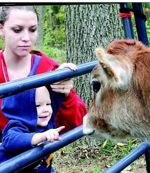 Jaden Merkle of Greencastle, 19 months, enjoyed Lizzy, the Jersey calf owned by Franklin County Dairy Princess Courtney Hykes, at Saturday’s 26th annual Greencastle-Antrim Apple Festival.