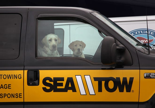 Two Labrador retrievers keep each other company in the cab of a tow truck parked at the Scituate Maritime Center on Thursday.