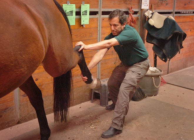 Chiropractor Bruce Indek treats Ty, a horse at the Canton Equestrian Center. Indek has turned a lifelong interest in animals into a lucrative venture, expanding his practice to treat not just people, but also horses and dogs.