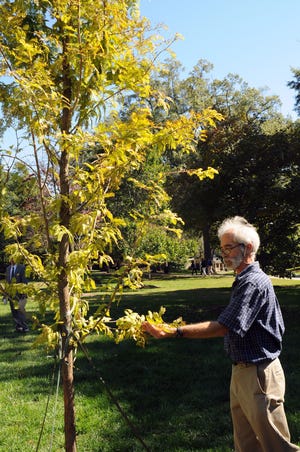 Another tree of distinction is planted on the Wofford College campus. A Golden Dawn Redwood was planted in the field behind Old Main. Professor of Biology, Doug Rayner, and botanist, inspects the newest tree addition to the Wofford arboretum.