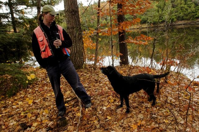 DARYL CARLSON/CITIZEN PHOTO
 JON MARTIN , a licensed professional forester and his lab, Maggie, walk the Bridgewater property that borders the Pemigewasset River. He recently sold a conservation easement on nearly all of the 245 acre lot to the Society for the Protection of New Hampshire Forests.