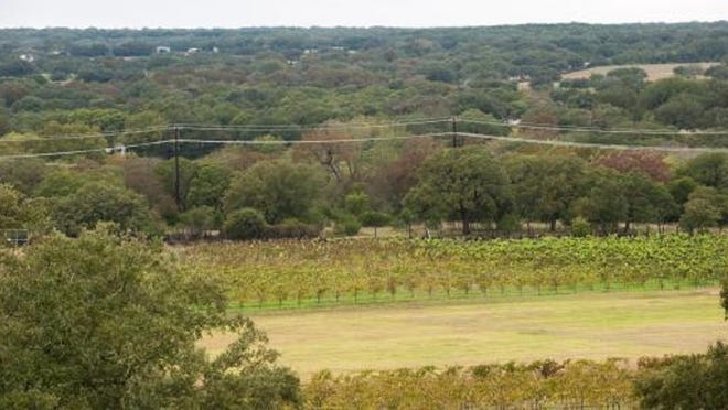 Salt Lick owner Scott Roberts is planning a mixed-use development in Driftwood that would include this vineyard. A proposed sales tax within the development would pay for services.